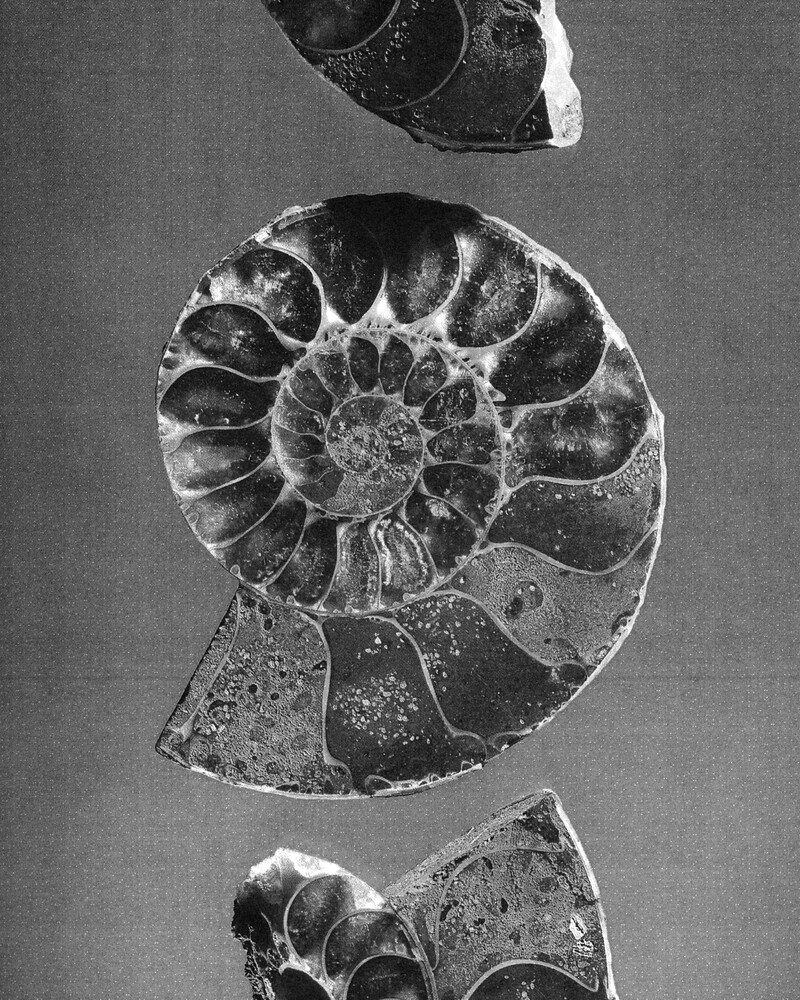 Mattia Greghi (Demon) © Monsieur l’Agent